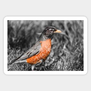 American Robin Isolated Color Photograph Magnet